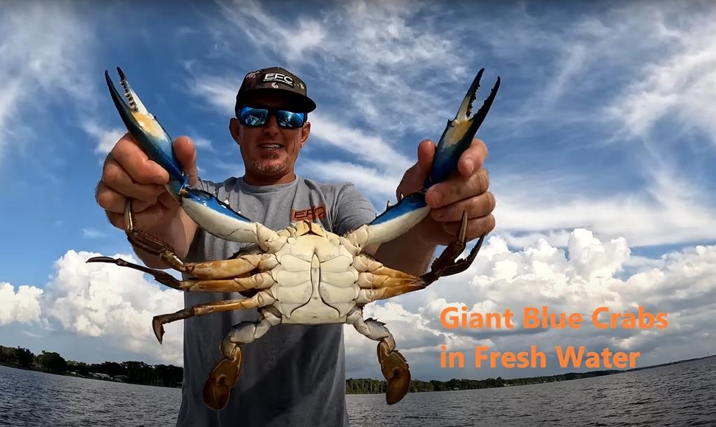 Giant Blue Crabs in Fresh Water