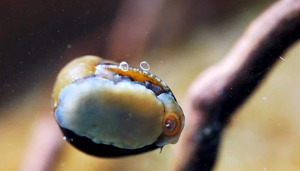 Nerite Snails