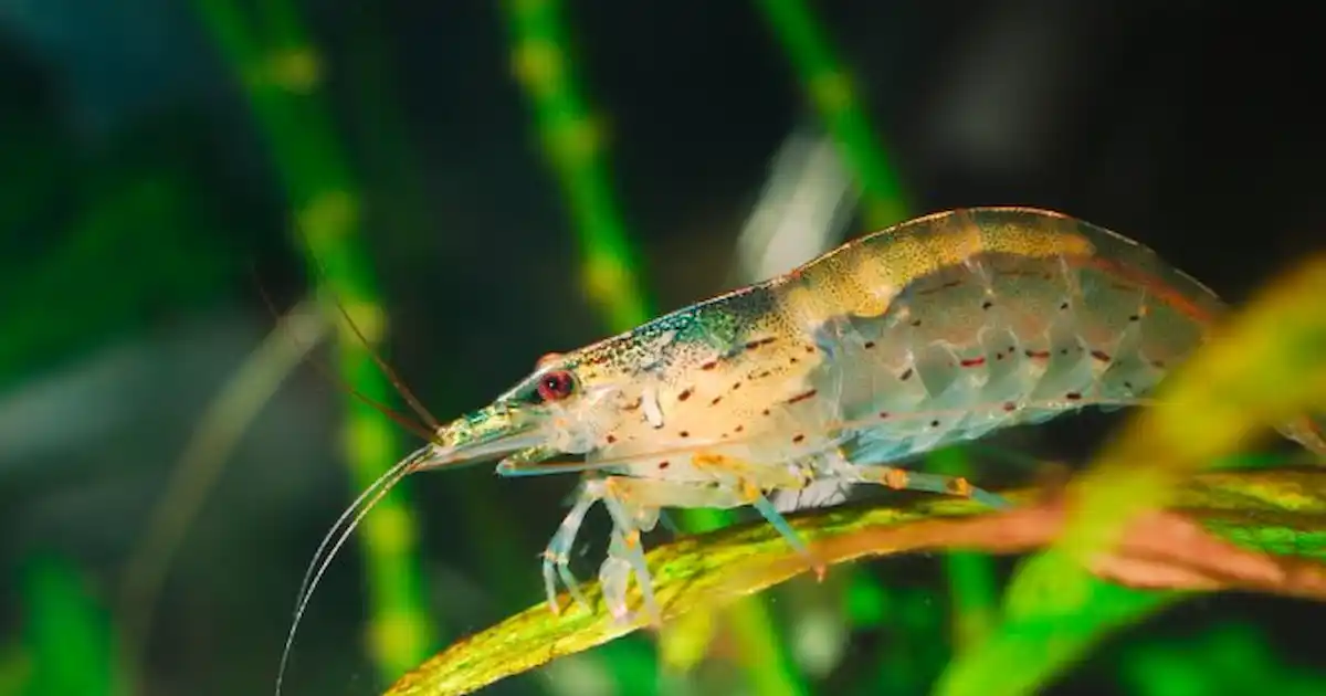 Amano Shrimp Health Problems