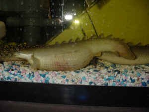 Bichir Health Problems