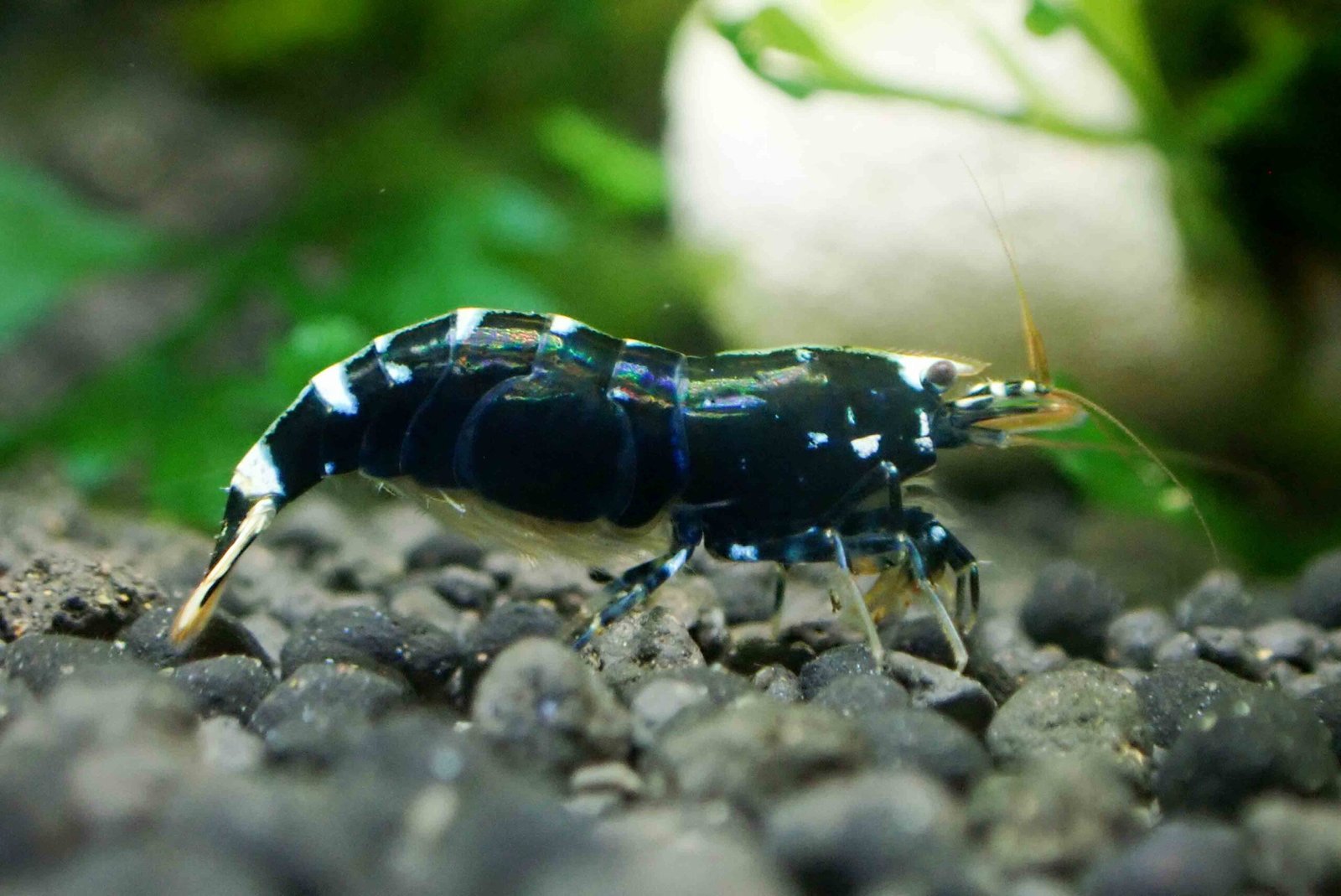 Black King Kong Shrimp Health Problems