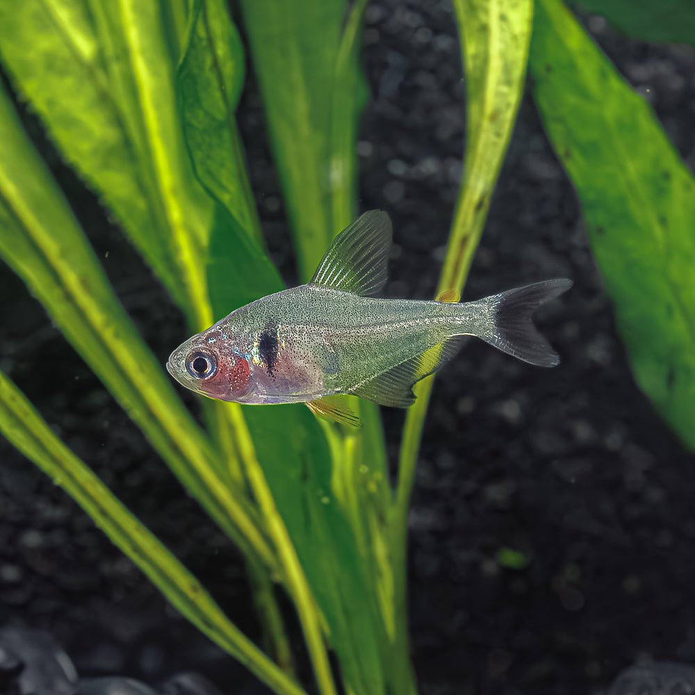 Black Phantom Tetra Health Problems