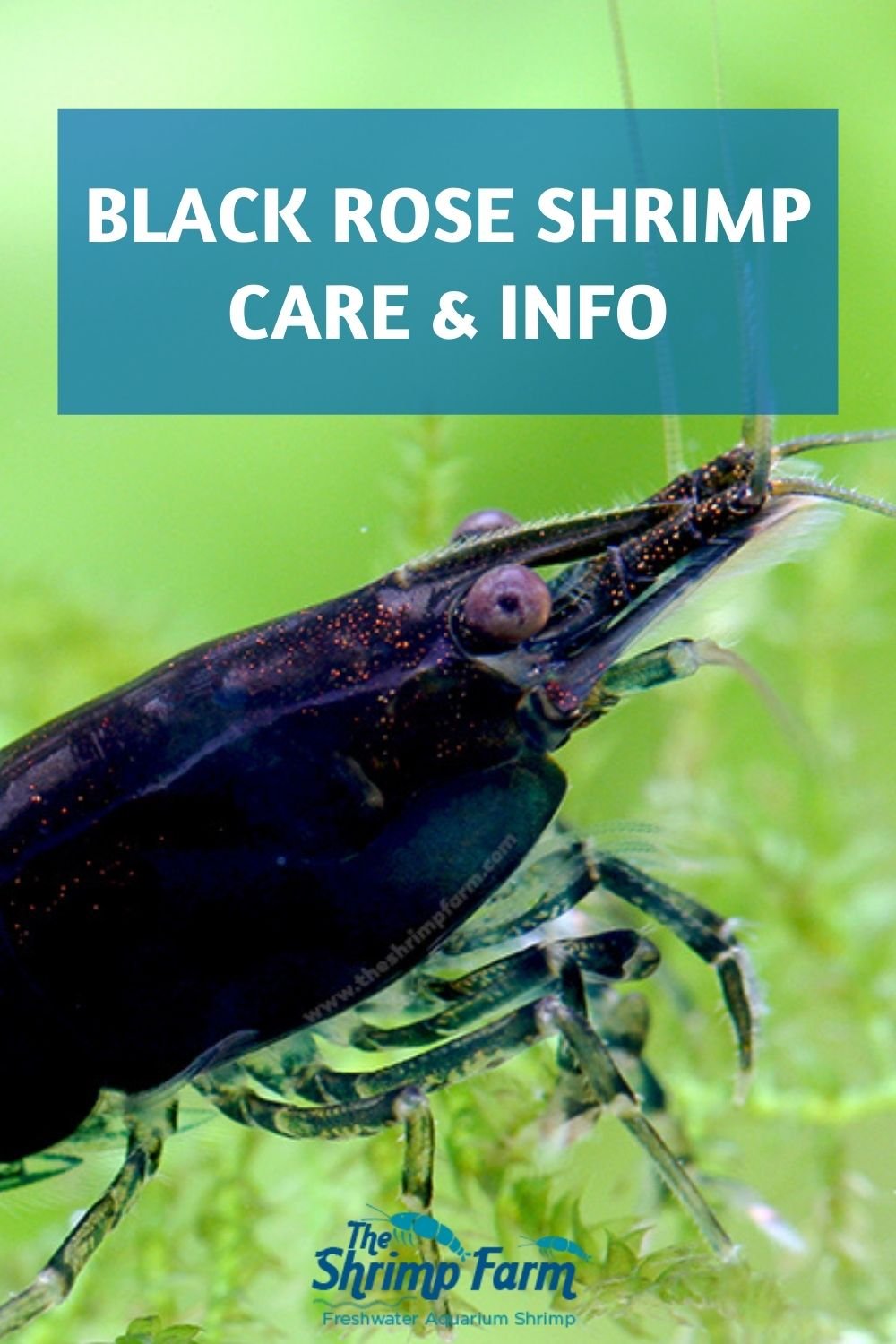 Black Rose Shrimp Health Problems