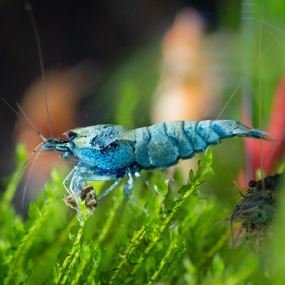 Blue Bolt Shrimp Health Problems