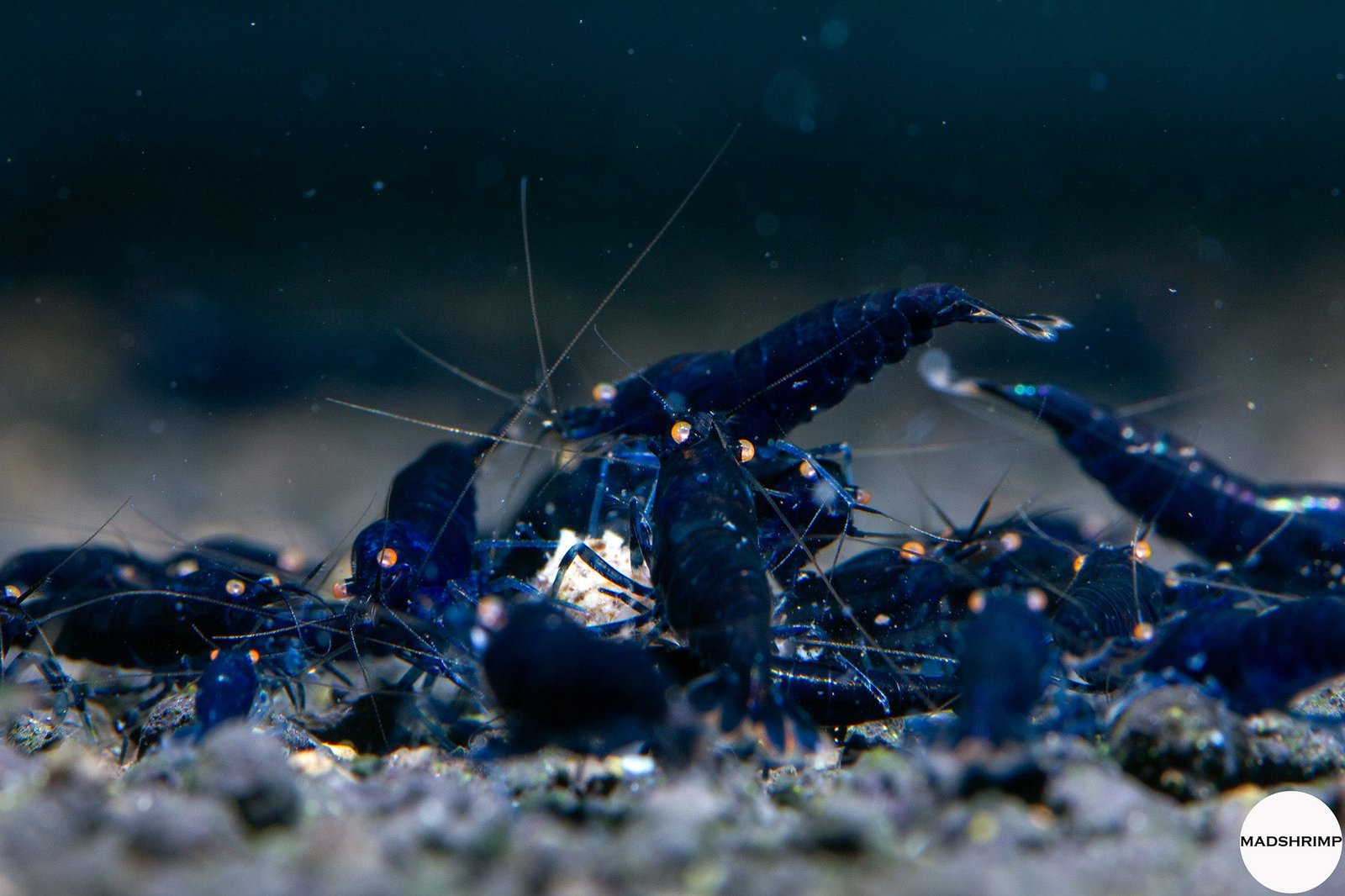 Blue Diamond Shrimp Health Problems