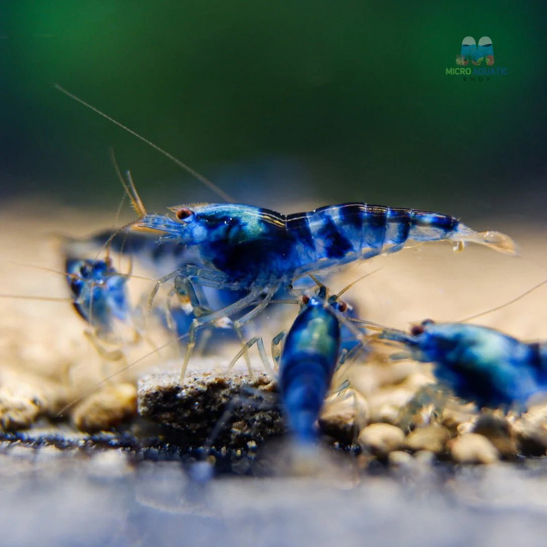 Blue Dragon Shrimp Health Problems