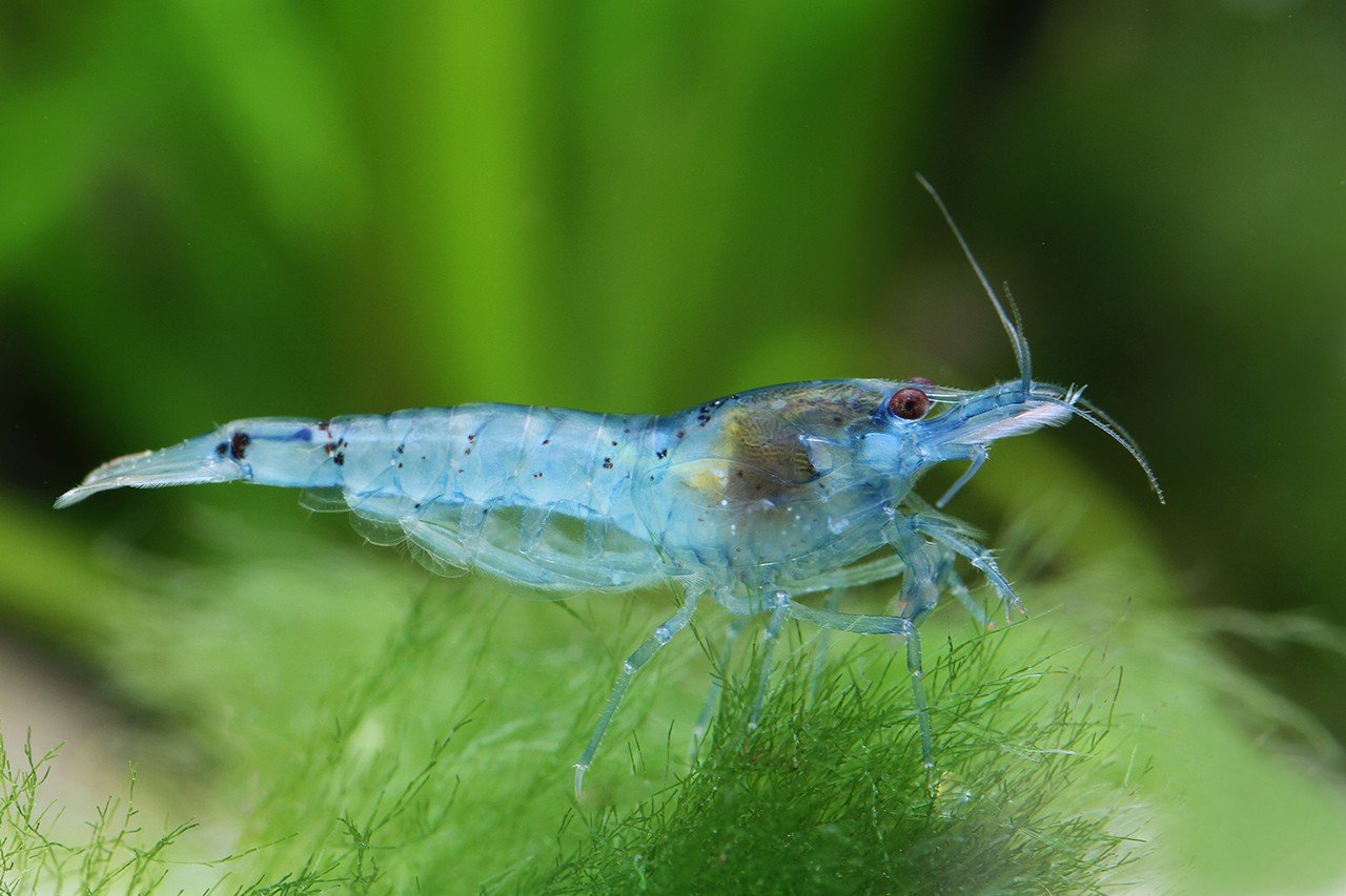 Blue Pearl Tiger Shrimp Health Problems