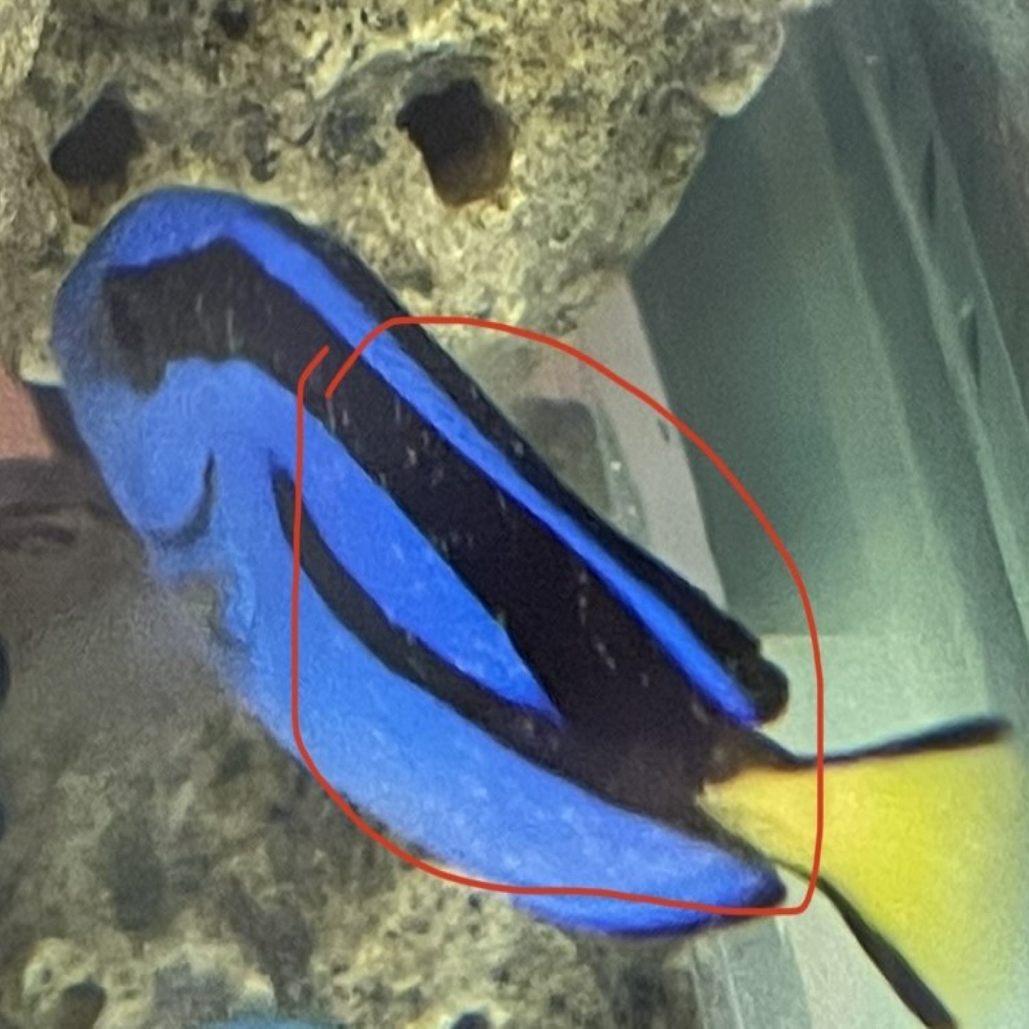 Blue Tang Health Problems