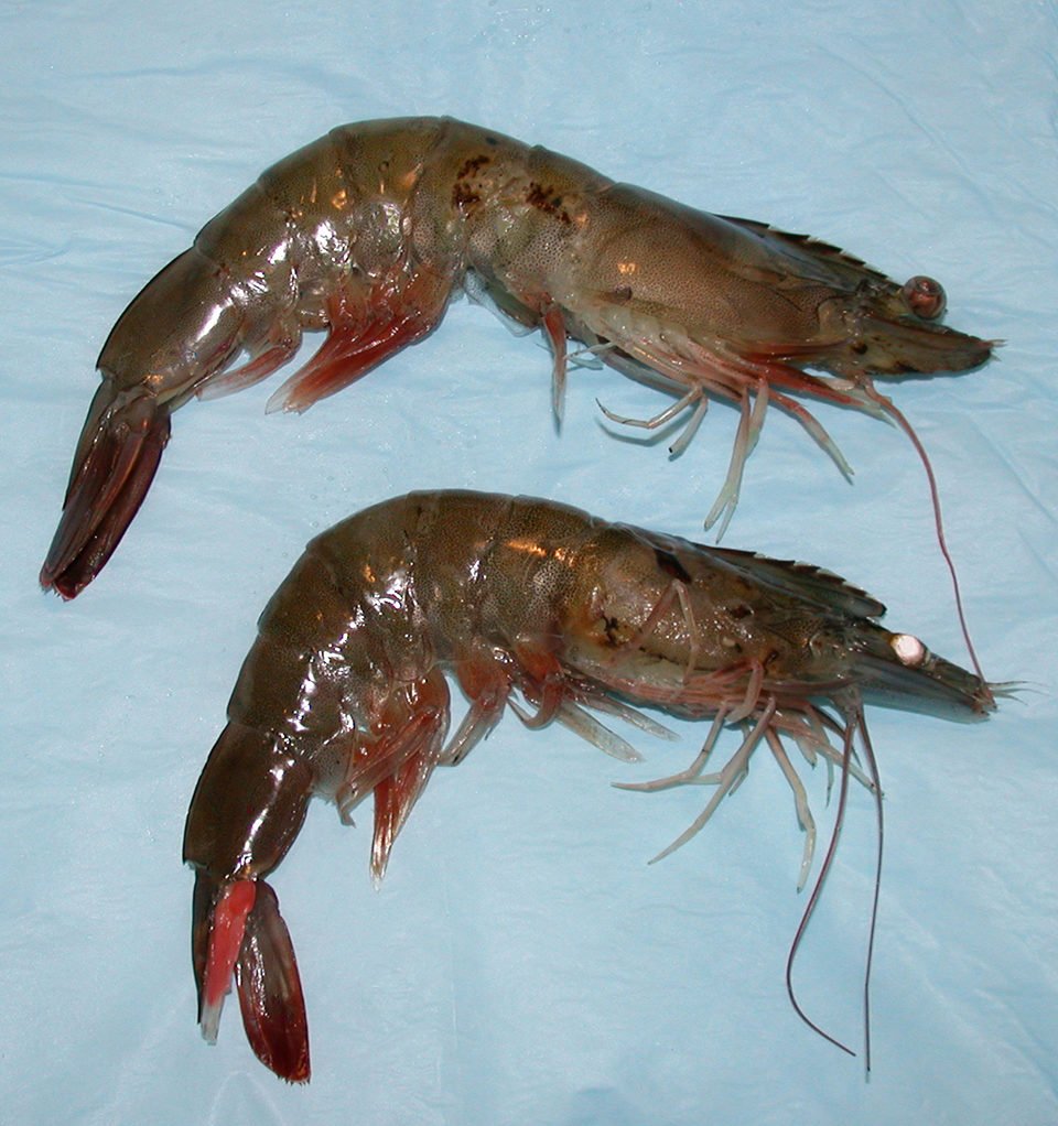 Blue Tiger Shrimp Health Problems