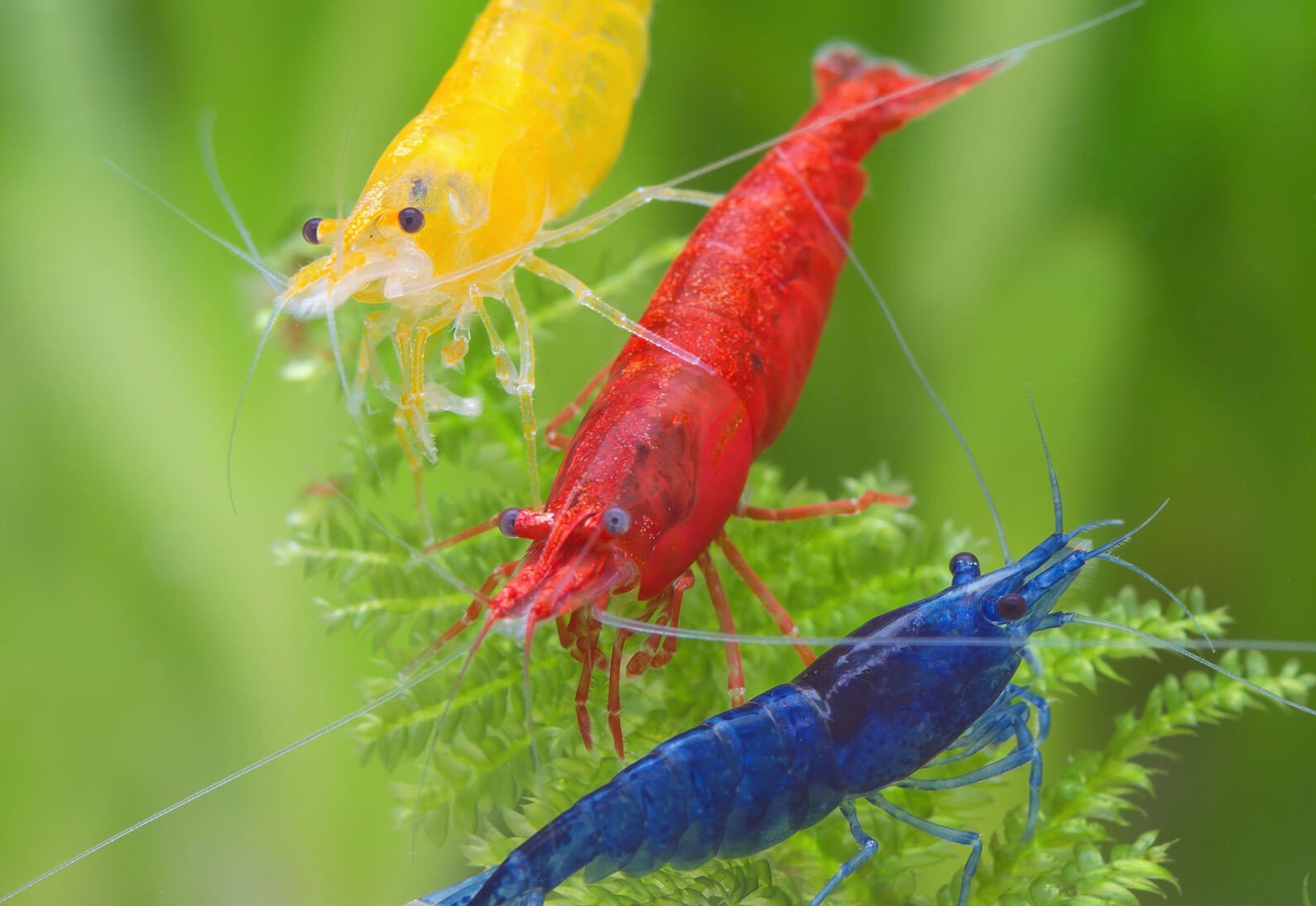 Blue Yellow Shrimp Health Problems