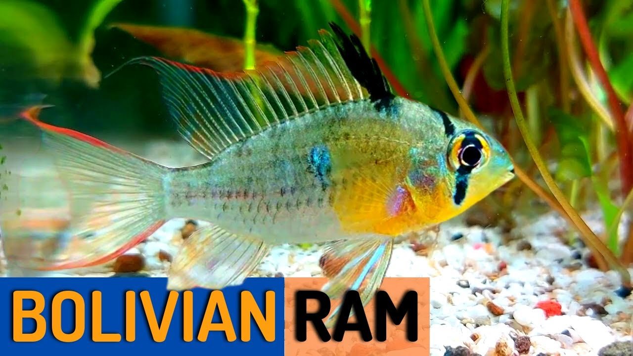 Bolivian Ram Health Problems