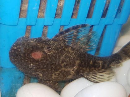 Bristlenose Pleco Health Problems