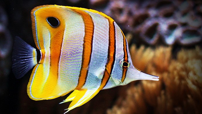 Butterfly Fish Health Problems