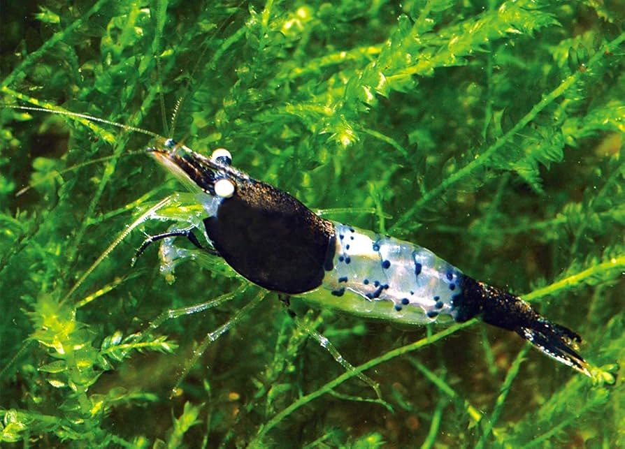 Carbon Rili Shrimp Health Problems