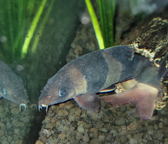 Clown Loach Health Problems