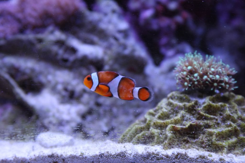 Clownfish Health Problems