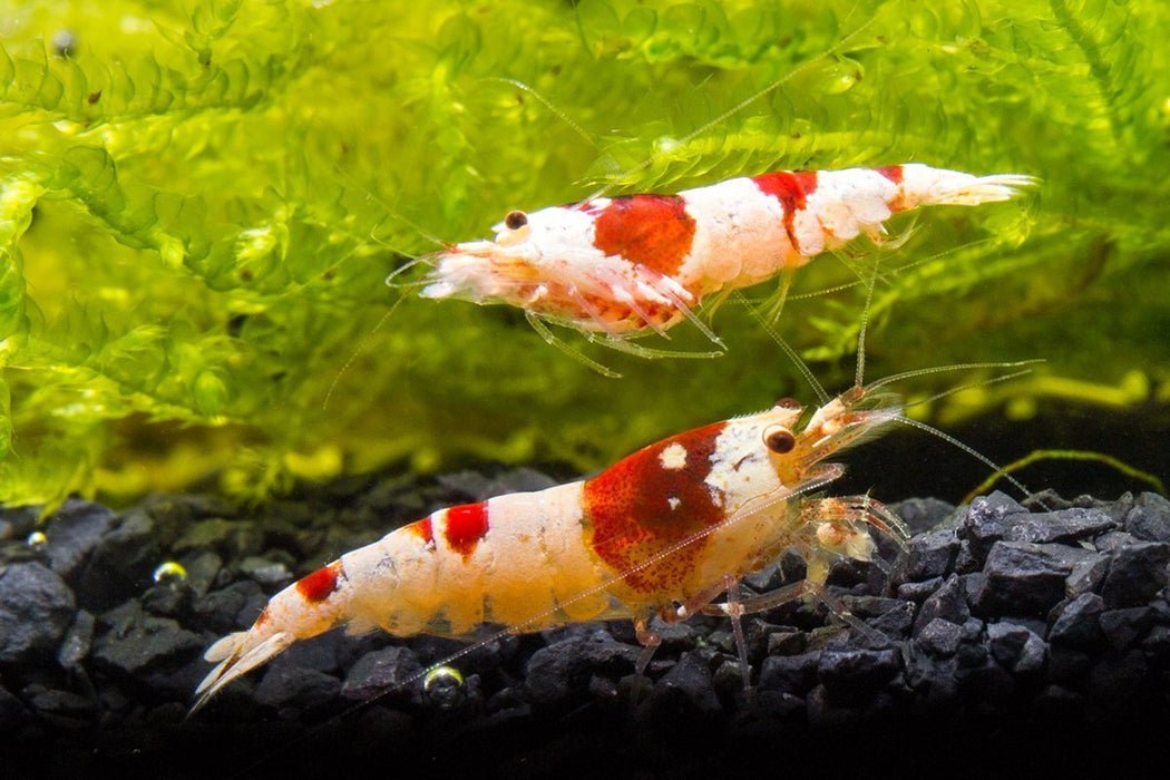 Crystal Black Shrimp Health Problems