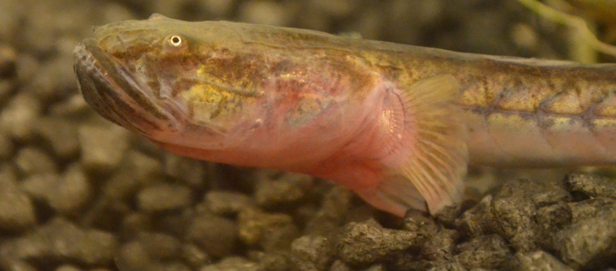 Dragon Goby Health Problems