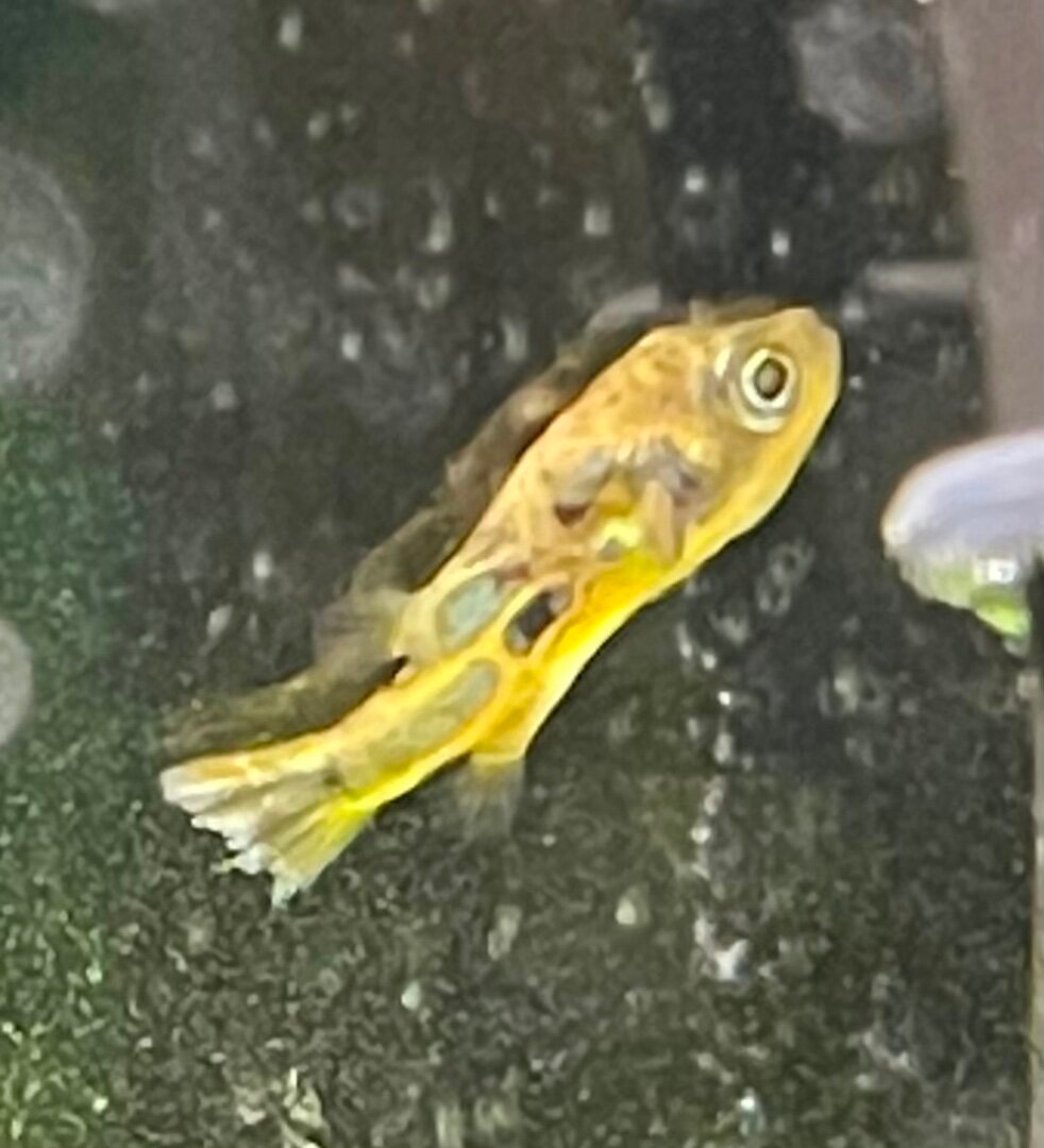 Dwarf Puffer Health Problems