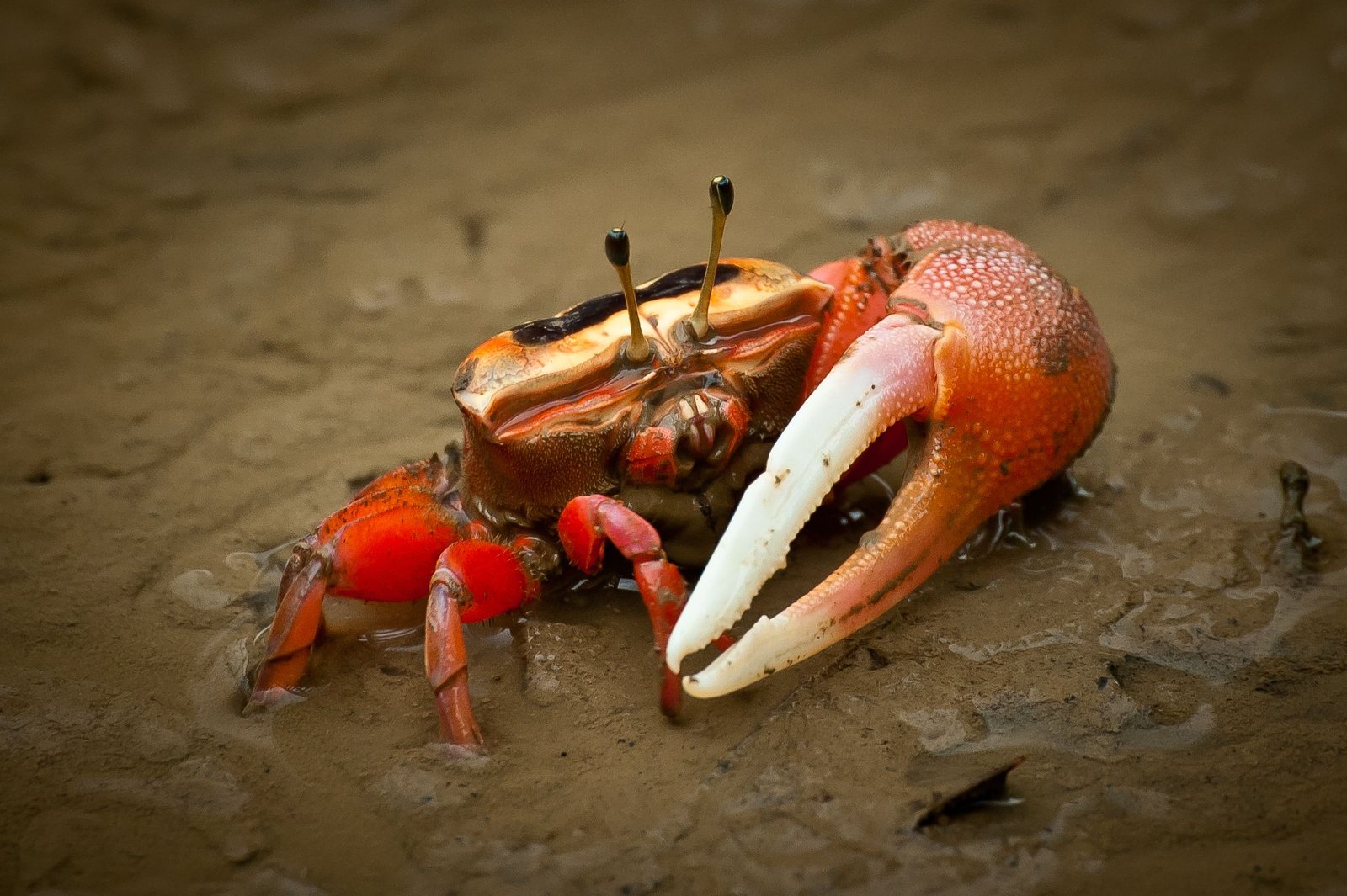 Fiddler Crab Health Problems