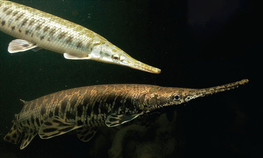 Florida Gar Health Problems