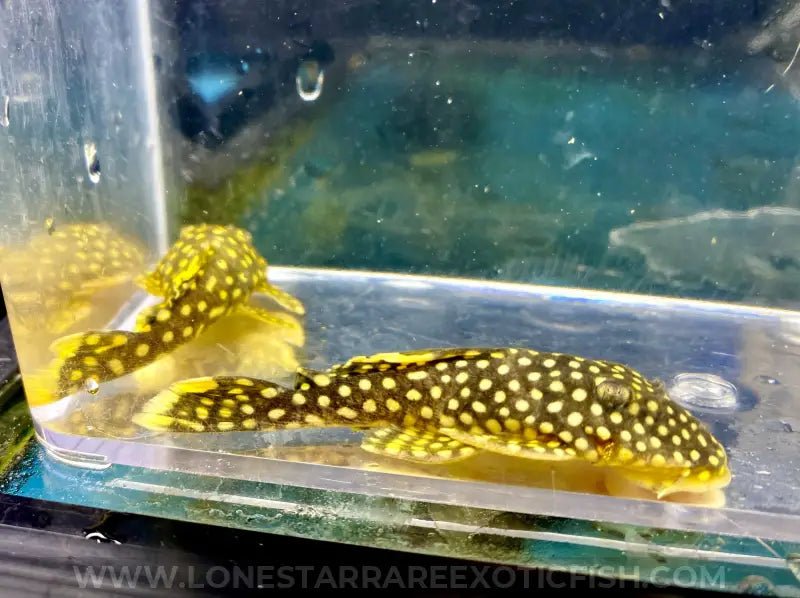 Gold Nugget Pleco Health Problems