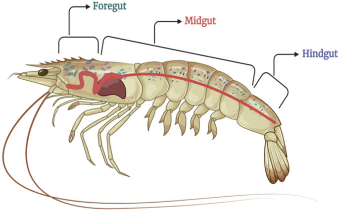 Golden Tiger Shrimp Health Problems