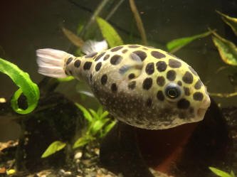 Green Spotted Puffer Health Problems