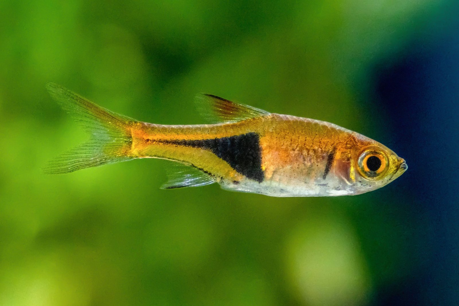 Harlequin Rasbora Health Problems