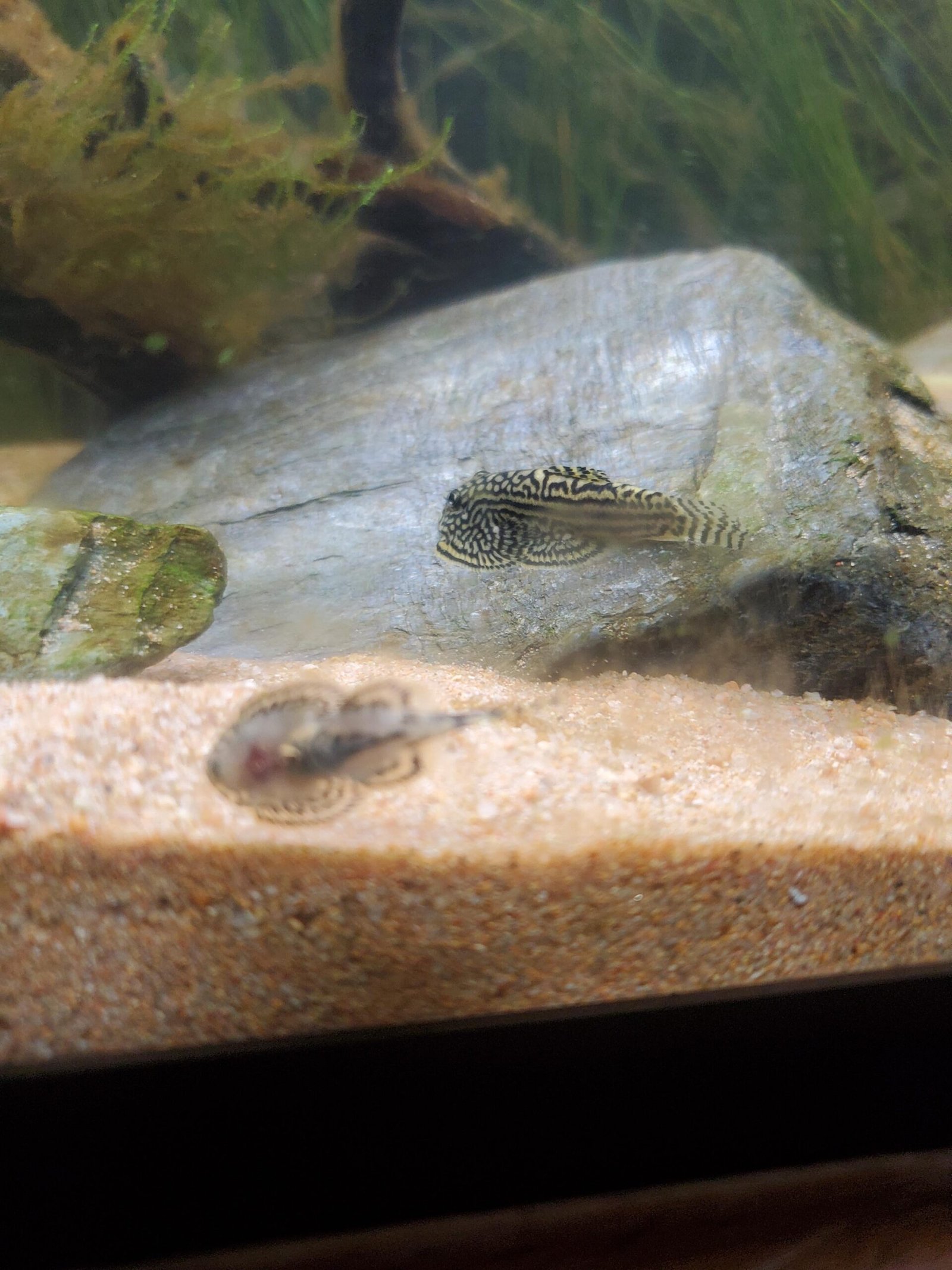 Hillstream Loach Health Problems