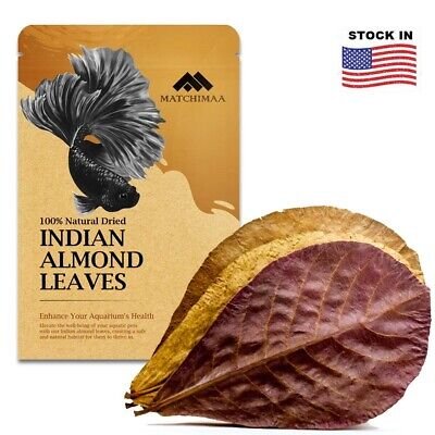 Indian Almond Leaf Shrimp Health Problems