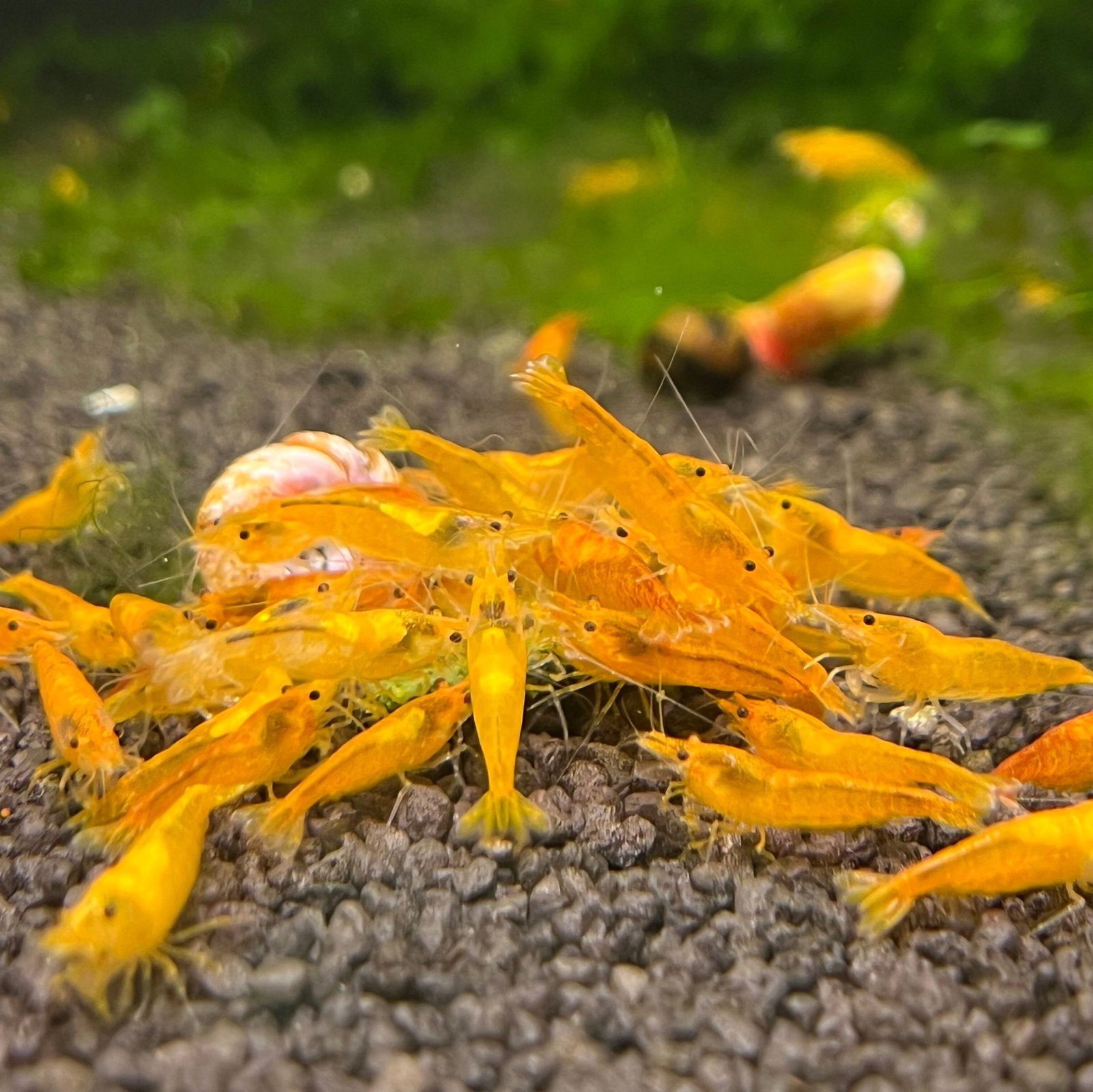 Orange Pumpkin Shrimp Health Problems