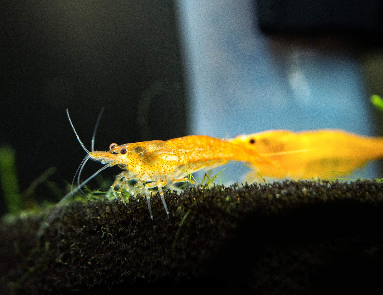 Orange Sakura Tiger Shrimp Health Problems