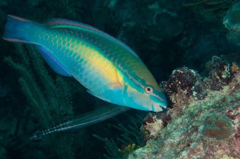 Parrotfish Health Problems