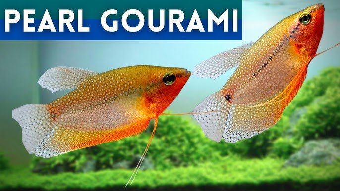 Pearl Gourami Health Problems