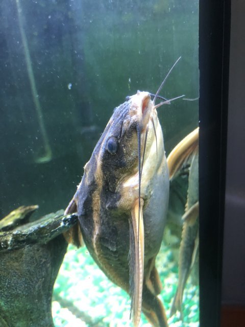 Raphael Catfish Health Problems