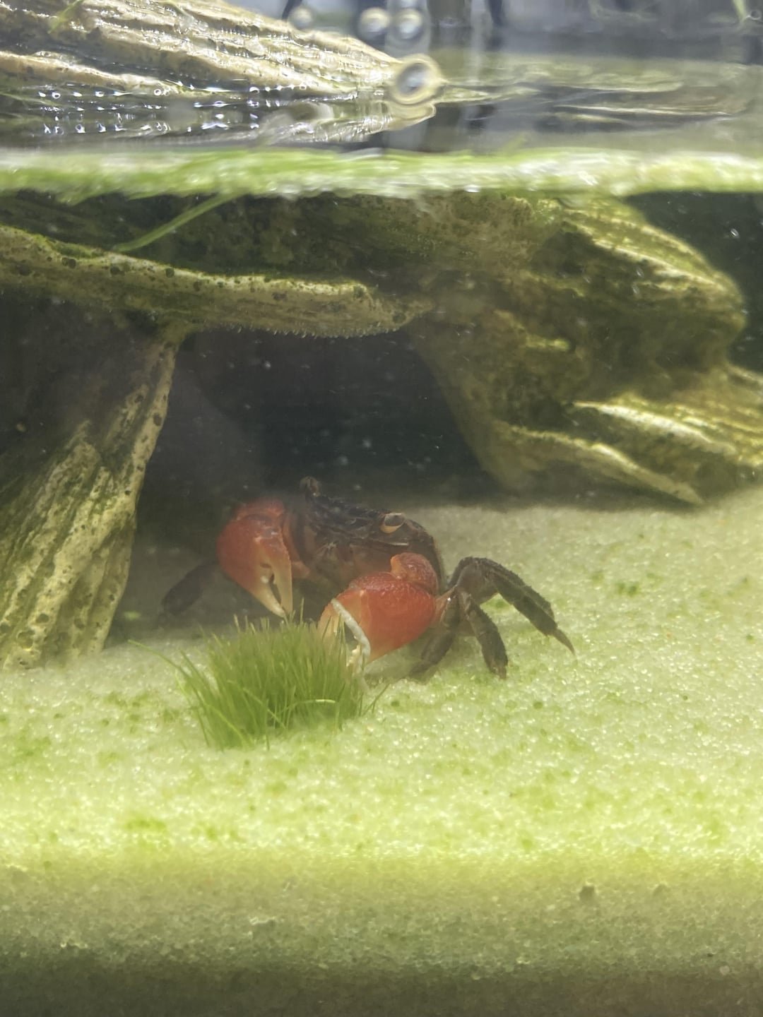 Red Claw Crab Health Problems