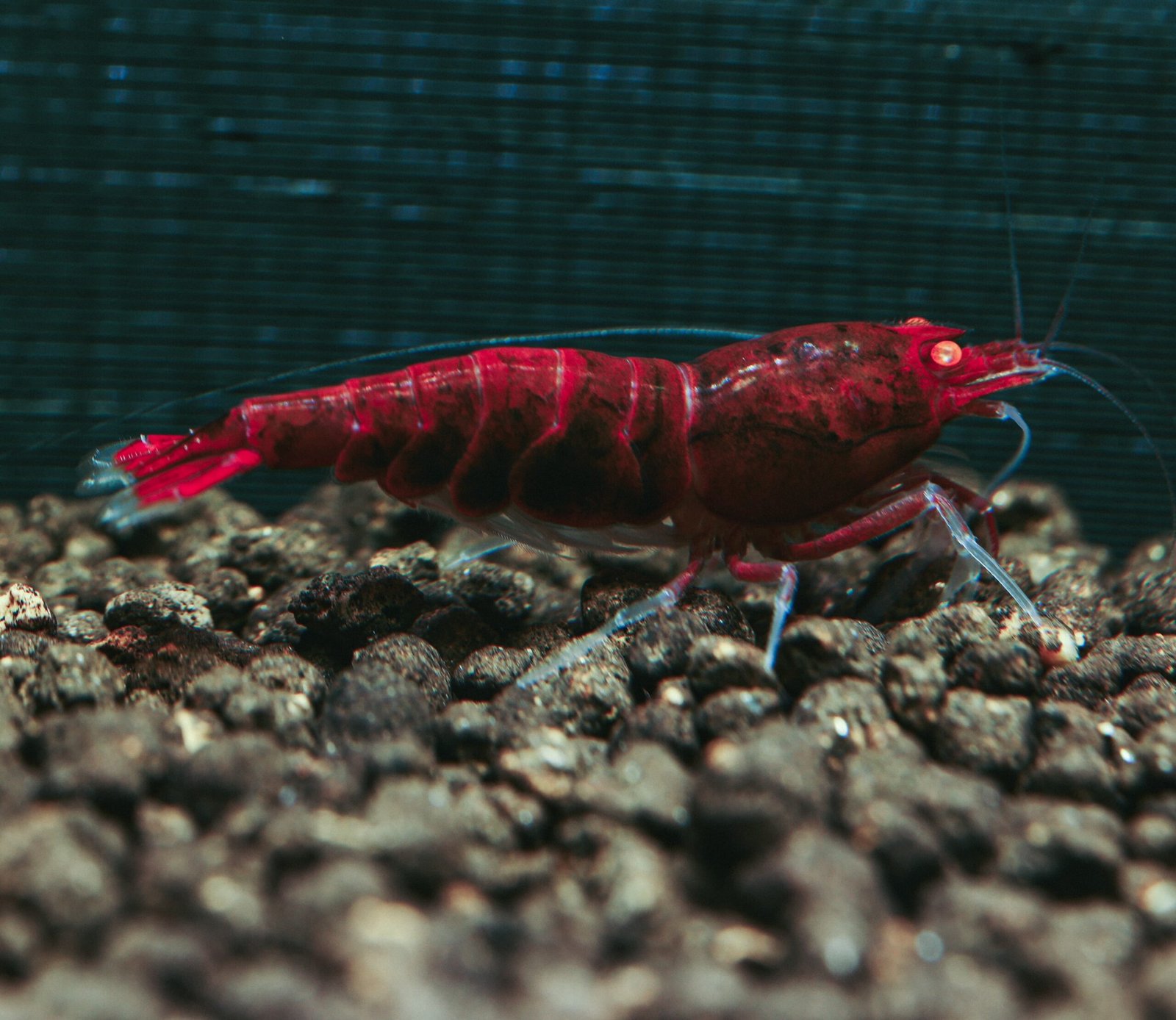 Red Devil Shrimp Health Problems