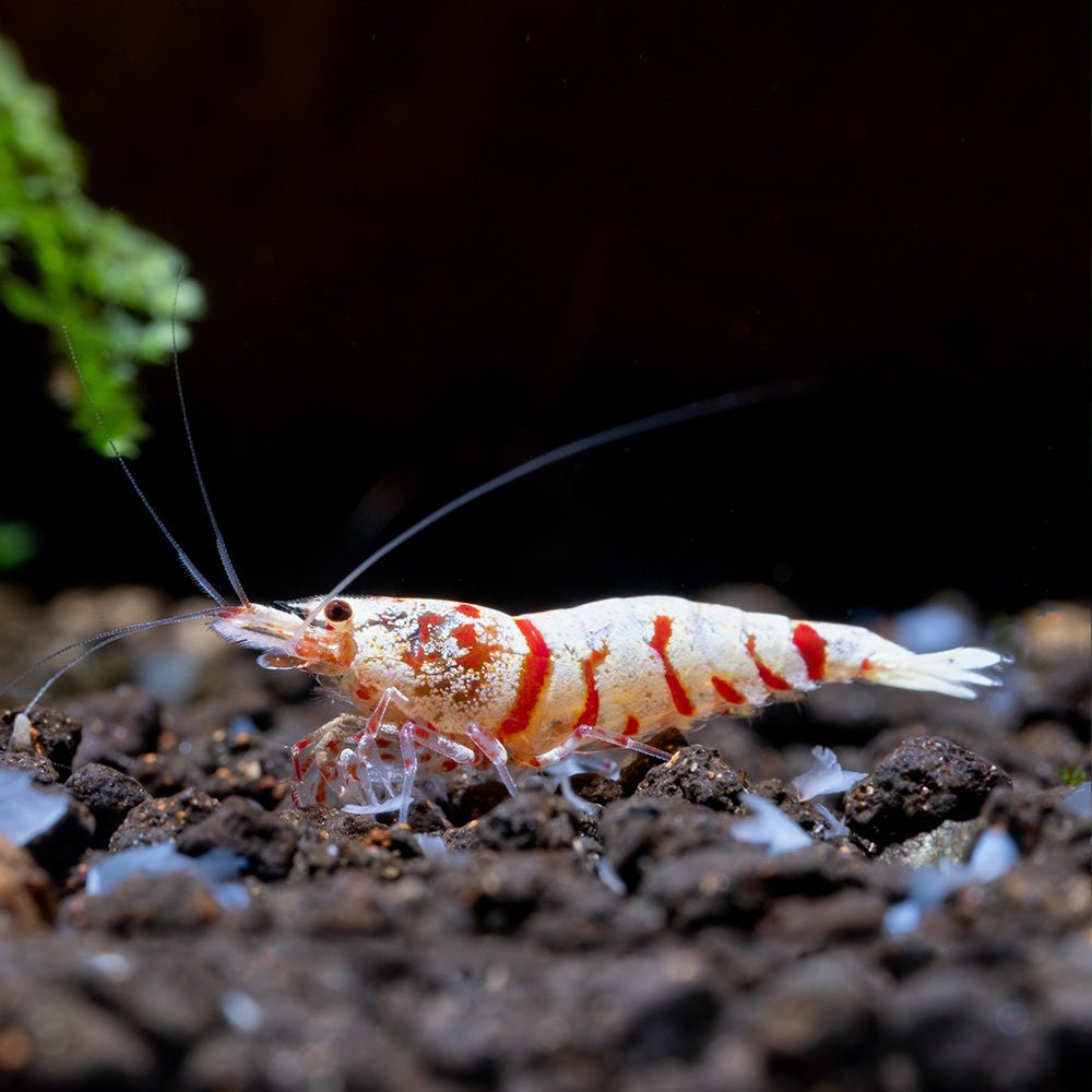 Red Fancy Tiger Shrimp Health Problems