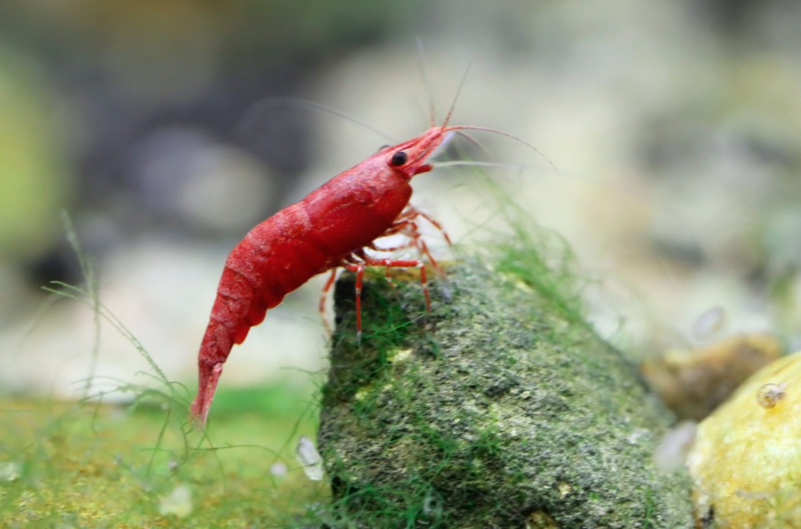 Red Green Shrimp Health Problems