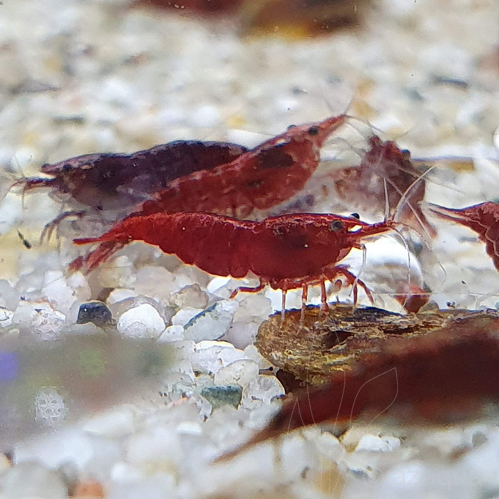 Red Sakura King Shrimp Health Problems