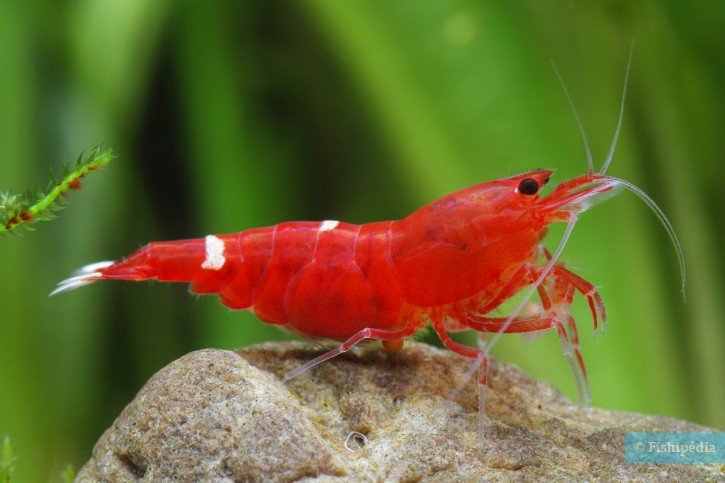 Red Shadow Shrimp Health Problems