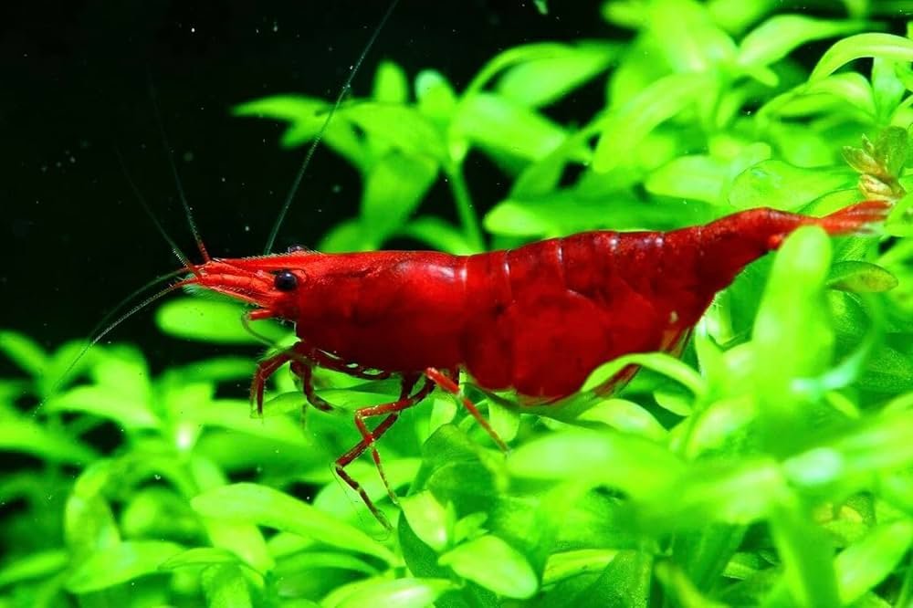 Sakura Red Shrimp Health Problems