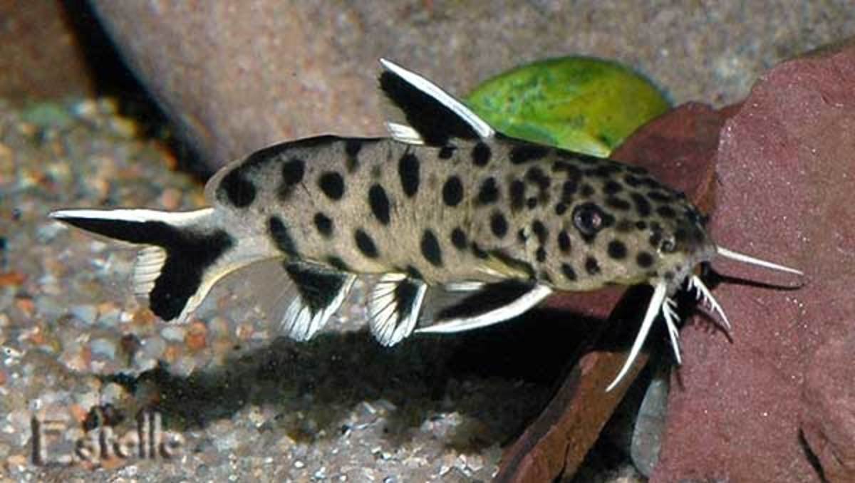 Synodontis Catfish Health Problems