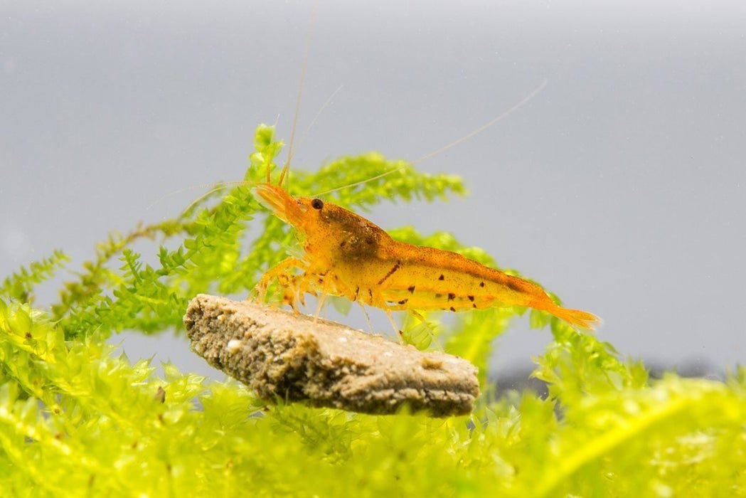 Tangerine Tiger Shrimp Health Problems