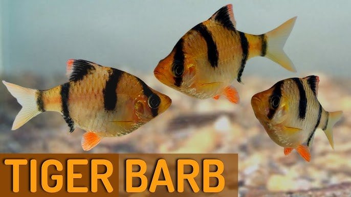 Tiger Barb Health Problems