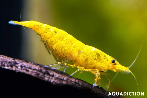 Yellow Fire Shrimp Health Problems