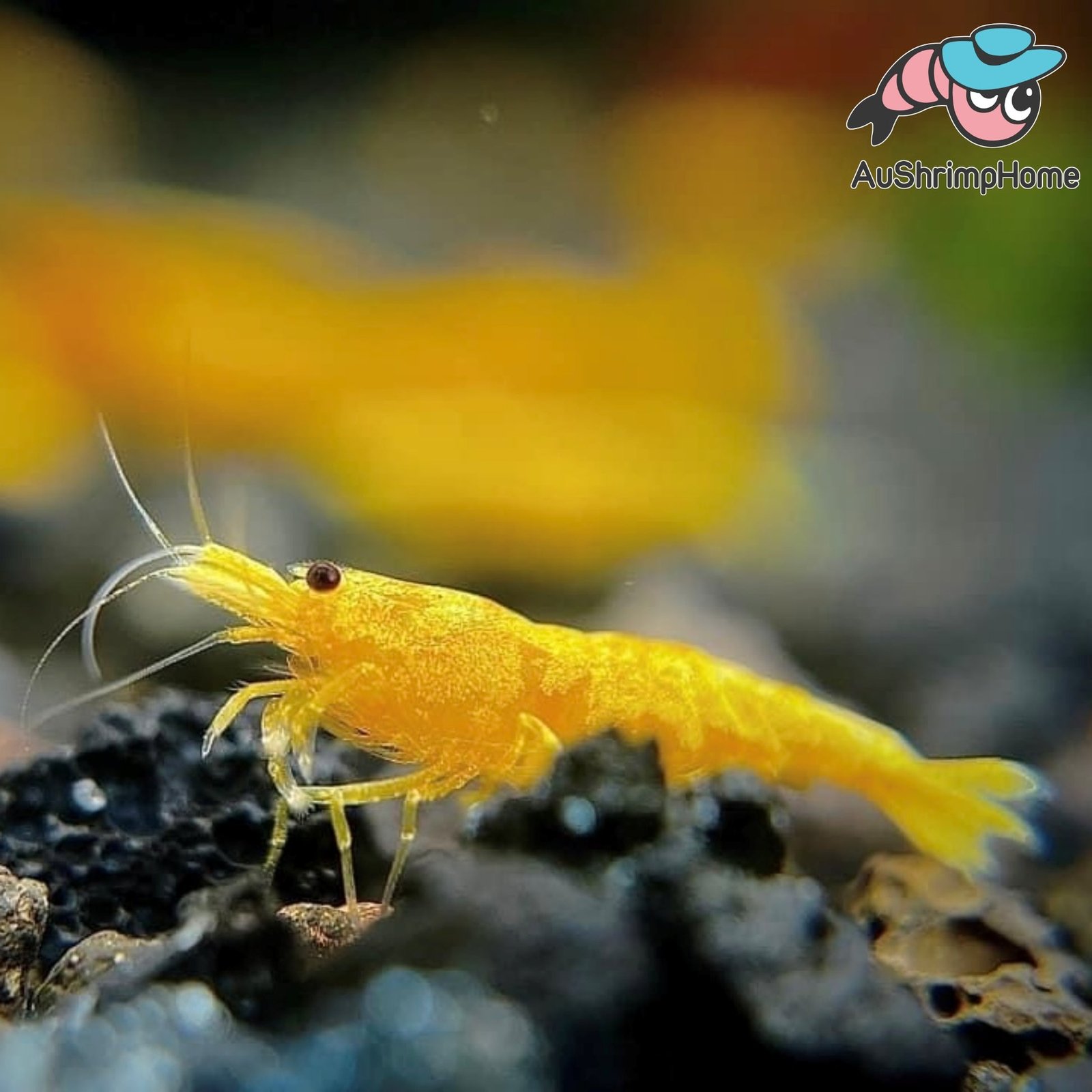 Yellow Neon Shrimp Health Problems