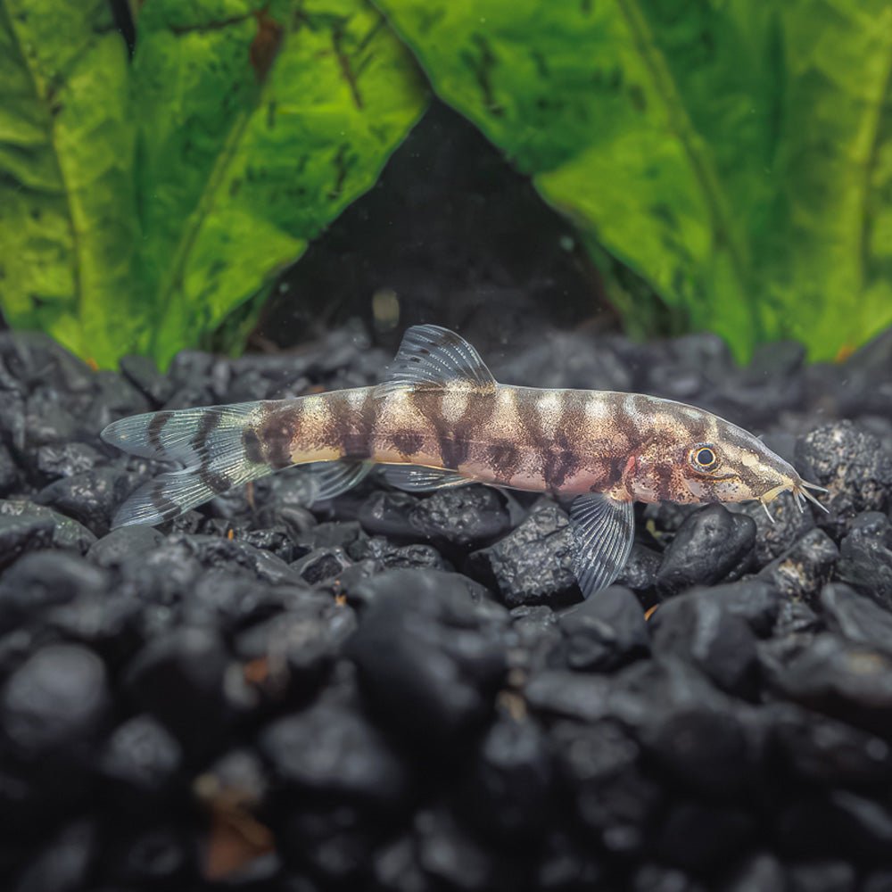 Yoyo Loach Health Problems