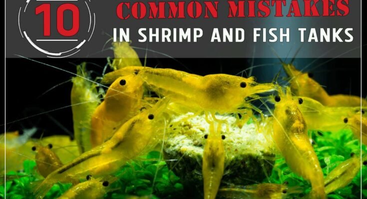 Common Fish Tank Mistakes